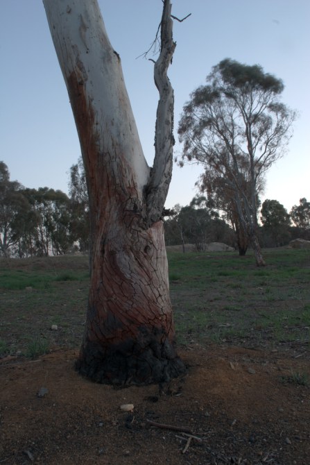 Cracked tree.jpg